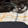 Mittens joined the competition — help win amazing prizes! cat, sleeping, black_and_white, whiskers, close_up, pet, animal, cozy, blanket, striped, fur, face, resting, cute, indoor, domestic, mammal, relaxation, calm, comfort