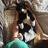 animal, arms, bed, belly_up, black_and_white, blanket, cat, cozy, cuddling, ears, indoors, paws, person, pet, portrait, relaxed, sunlight, tattoo, tuxedo_cat, whiskers