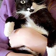 Mittens is registered to the contest to win money with this photo: animal, black_and_white, cat, close_up, cozy, cuddling, cute, fur, green_eyes, indoors, person, pet, portrait, purple_clothing, relaxed, tuxedo_cat, vertical_photo, whiskers, white_paws, wide_eyed