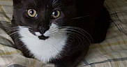 Mittens is registered to the contest to win money with this photo: cat, black_and_white, animal, pet, bed, plaid, fabric, whiskers, ears, eyes, fur, indoor, resting, cute, small, feline, domestic_animal, looking, sitting, cozy
