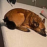 Scooby is registered to the contest to win money with this photo: dog, cat, kitten, bed, blanket, headphones, sock, cup, floor, wall, outlet, cable, furniture, resting, animal, pet, indoor, brown_dog, black_cat, cozy