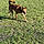 Scooby