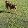 Scooby