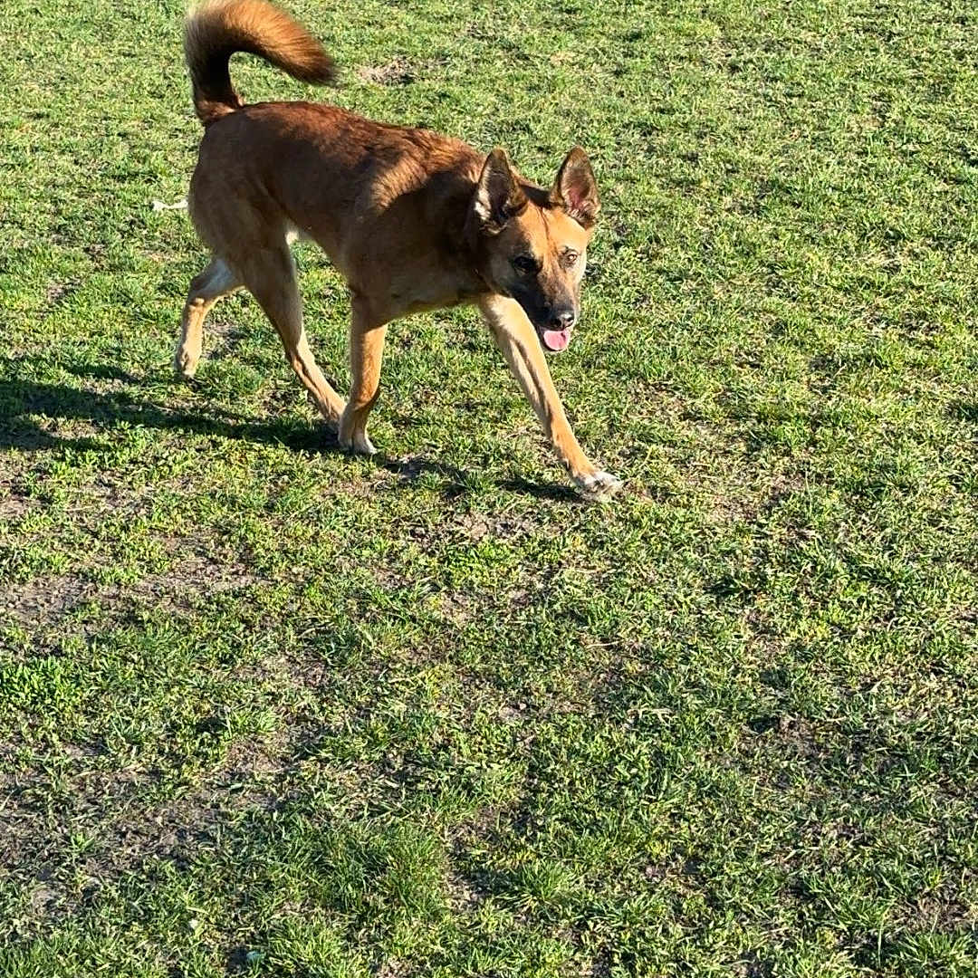Scooby