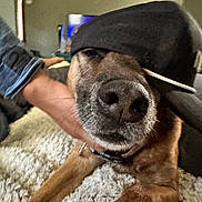 Scooby joined the competition — help win amazing prizes! dog, close_up, hat, brown_fur, pet, canine, indoor, hand, blanket, relaxed, animal, snout, portrait, furry, cozy, domestic, resting, muzzle, warm, companion
