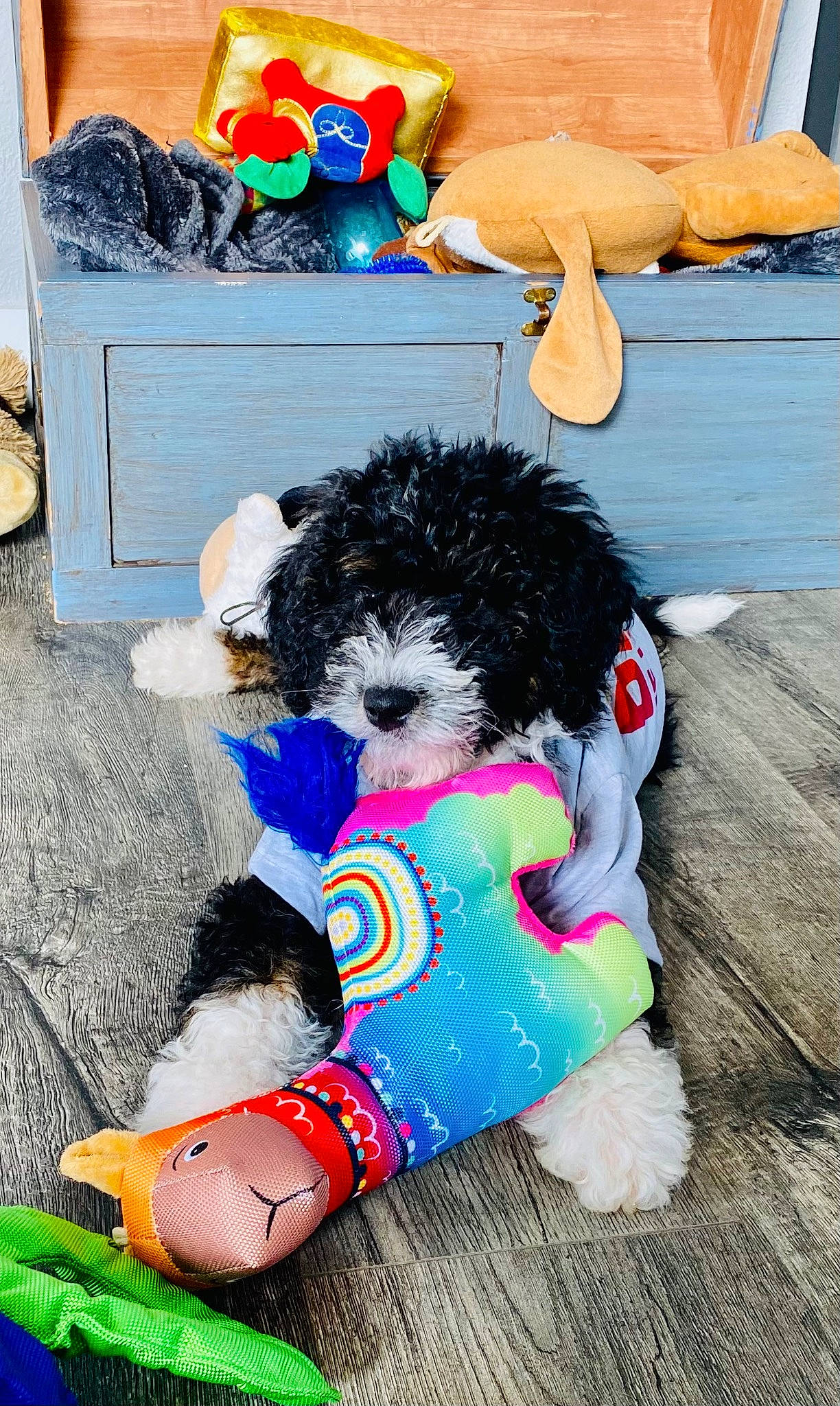 Archie is registered to the contest to win money with this photo: canidae, carnivore, companion_dog, dog, dog_breed, dog_clothes, dog_supply, fashion_accessory, fur, labradoodle, pet_supply, pink, plush, small_terrier, sporting_group, stuffed_toy, terrier, textile, toy, toy_dog