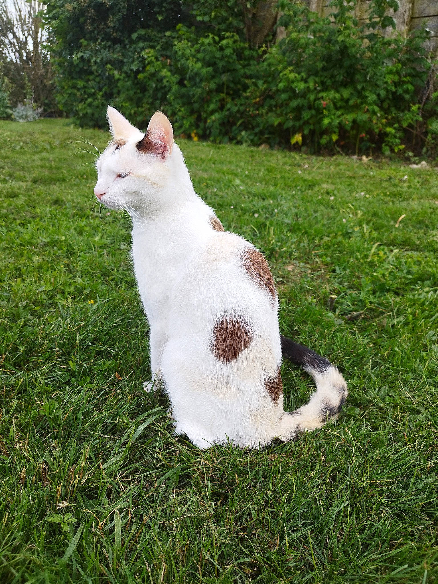 Abyss a rejoint le concours — aidez-le/la à gagner de superbes lots ! carnivore, cat, domestic_short_haired_cat, fawn, felidae, fur, grass, grassland, groundcover, herbaceous_plant, pasture, plant, shrub, small_to_medium_sized_cats, snout, tail, terrestrial_animal, tree, whiskers, wildlife