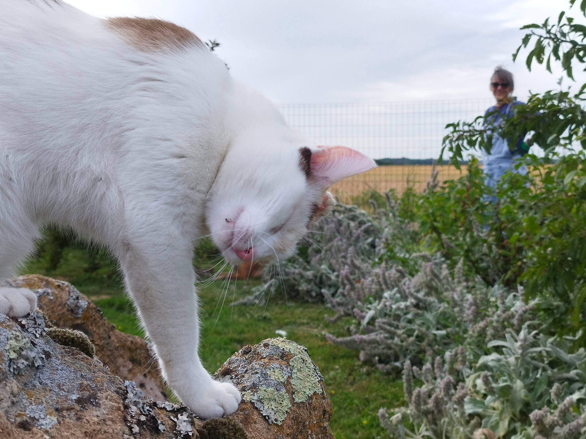 Abyss participe au concours pour gagner de l'argent avec cette photo : carnivore, cat, cloud, domestic_short_haired_cat, felidae, fur, grass, grassland, herbaceous_plant, landscape, pasture, plant, shrub, sky, small_to_medium_sized_cats, snout, soil, tail, terrestrial_animal, whiskers