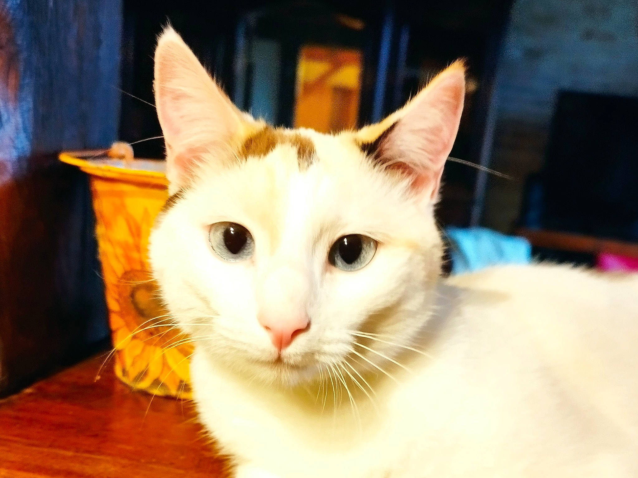 Abyss a rejoint le concours — aidez-le/la à gagner de superbes lots ! carnivore, cat, domestic_short_haired_cat, felidae, fur, hardwood, head, small_to_medium_sized_cats, snout, tail, whiskers, wood