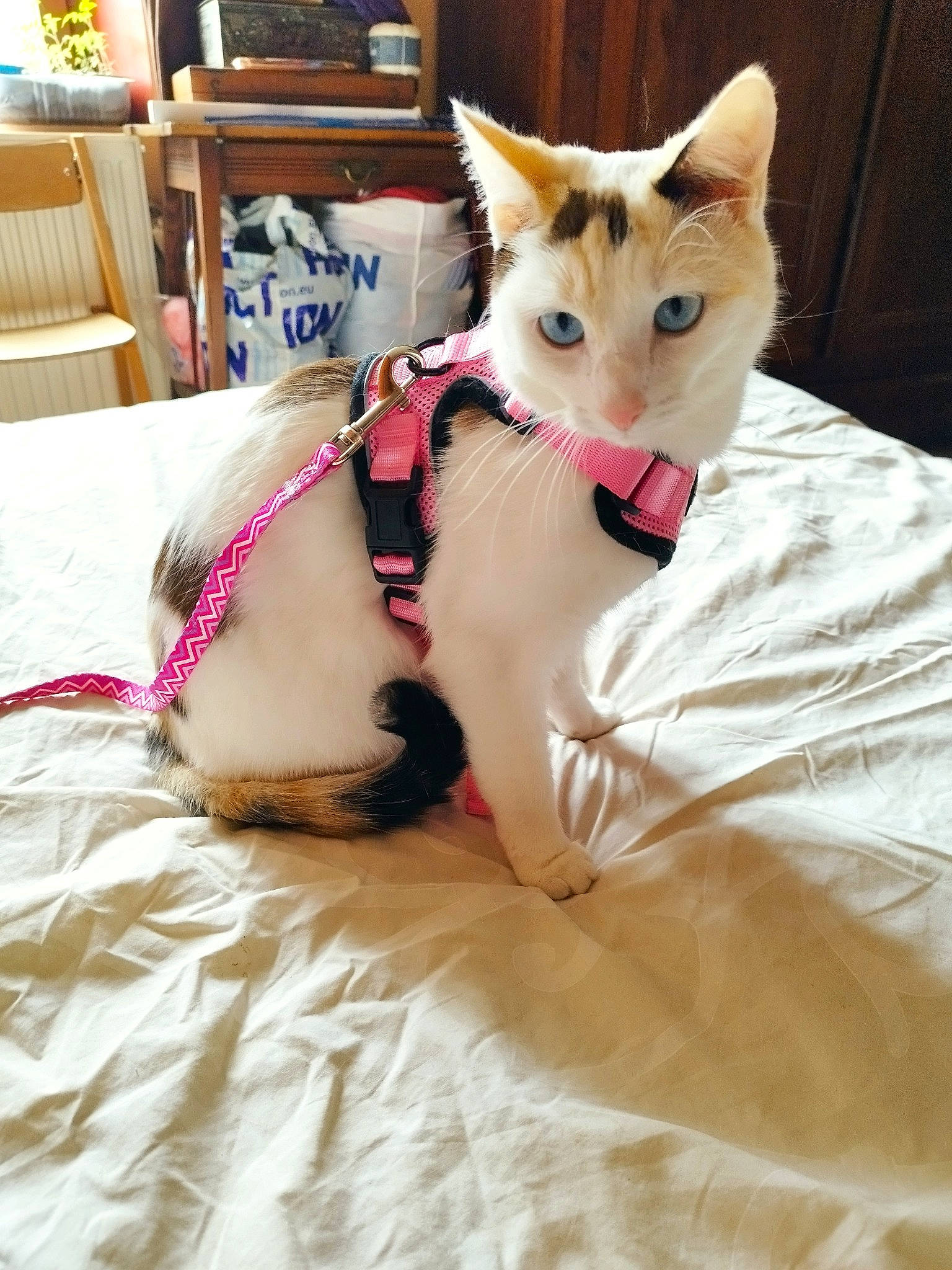 Abyss participe au concours pour gagner de l'argent avec cette photo : carnivore, cat, chair, collar, comfort, companion_dog, dog_breed, domestic_short_haired_cat, fawn, felidae, fur, human_leg, linens, musical_instrument, paw, small_to_medium_sized_cats, snout, tail, whiskers, wood