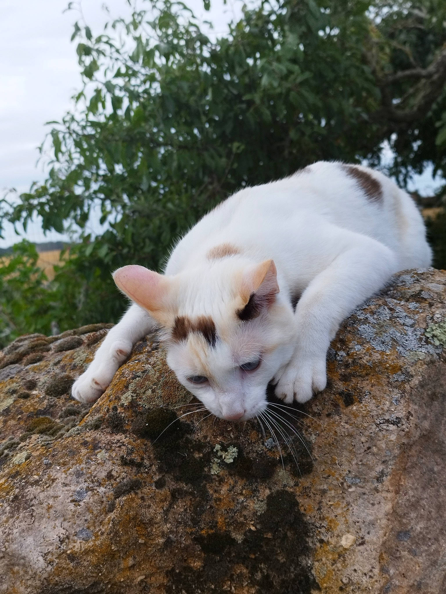 Abyss participe au concours pour gagner de l'argent avec cette photo : carnivore, cat, companion_dog, dog_breed, domestic_short_haired_cat, fawn, felidae, fur, grass, paw, plant, sky, small_to_medium_sized_cats, snout, tail, terrestrial_animal, tree, whiskers, wildlife, wood