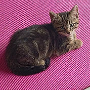 Starlight joined the competition — help win amazing prizes! kitten, tabby, cat, pet, animal, feline, cute, pink_mat, curled_up, resting, indoor, young, fur, whiskers, ears, tail, small, looking, texture, floor