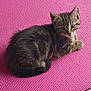 kitten, tabby, cat, pet, animal, feline, cute, pink_mat, curled_up, resting, indoor, young, fur, whiskers, ears, tail, small, looking, texture, floor