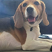 Dumbo joined the competition — help win amazing prizes! dog, beagle, pet, smiling, indoor, floor, couch, brown, white, black, ears, face, tongue, collar, happy, canine, animal, domestic, friendly, laying_down