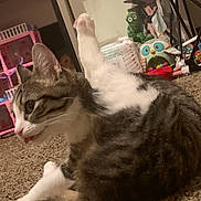 Luna joined the competition — help win amazing prizes! cat, tabby, pet, animal, tongue, grooming, leg, carpet, toy, stuffed_animal, playful, indoor, home, cute, feline, striped, whiskers, pink_nose, ears, relaxed