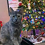 cat, christmas_tree, ornaments, lights, holiday, decorations, indoor, pet, feline, curious, gray_cat, festive, tree_skirt, plaid_pattern, snowflake_decoration, carpet, background, animal, celebration, home