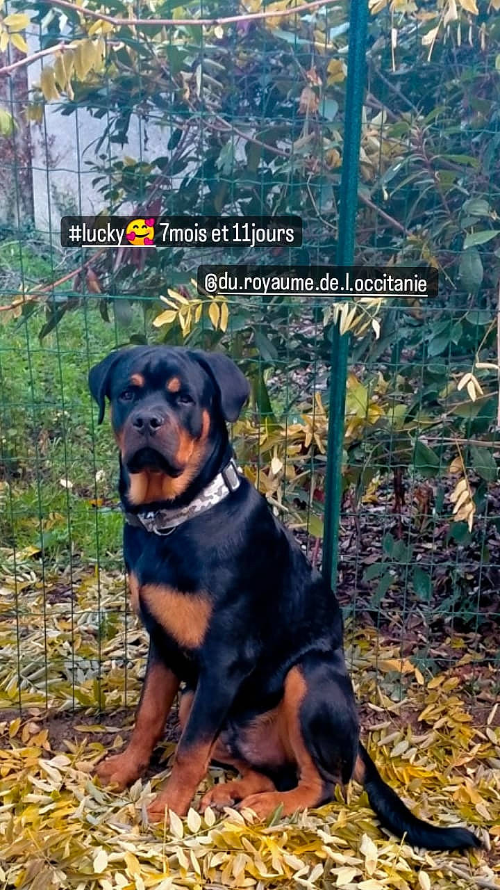 Lucky a rejoint le concours — aidez-le/la à gagner de superbes lots ! canidae, carnivore, collar, companion_dog, dog, dog_breed, fawn, font, grass, guard_dog, hunting_dog, plant, publication, rottweiler, snout, sporting_group, terrestrial_animal, tree, working_animal, working_dog