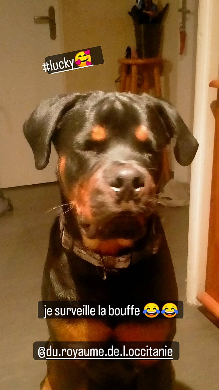 Lucky participe au concours pour gagner de l'argent avec cette photo : canidae, carnivore, collar, companion_dog, dog, dog_breed, dog_collar, fawn, flooring, fur, guard_dog, liver, personal_protective_equipment, photo_caption, rottweiler, snout, sporting_group, whiskers, working_animal, working_dog