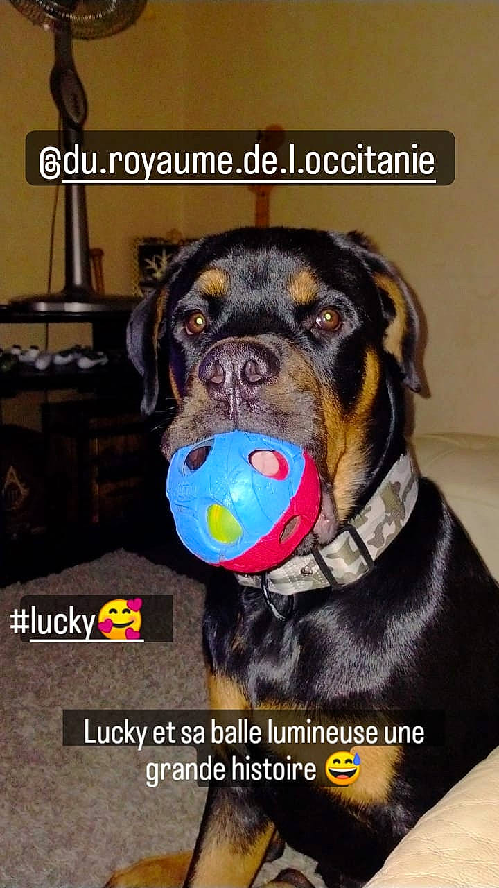 Lucky participe au concours pour gagner de l'argent avec cette photo : art, canidae, carnivore, collar, companion_dog, dog, dog_breed, dog_collar, dog_supply, fawn, fur, giant_dog_breed, guard_dog, liver, pet_supply, photo_caption, snout, sporting_group, whiskers, working_animal