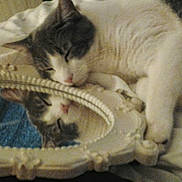 Halo is registered to the contest to win money with this photo: animal, bed, blanket, cat, closeup, comfort, cozy, cute, feline, gray, indoor, mirror, peaceful, pet, reflection, relaxation, resting, sleeping, soft, white