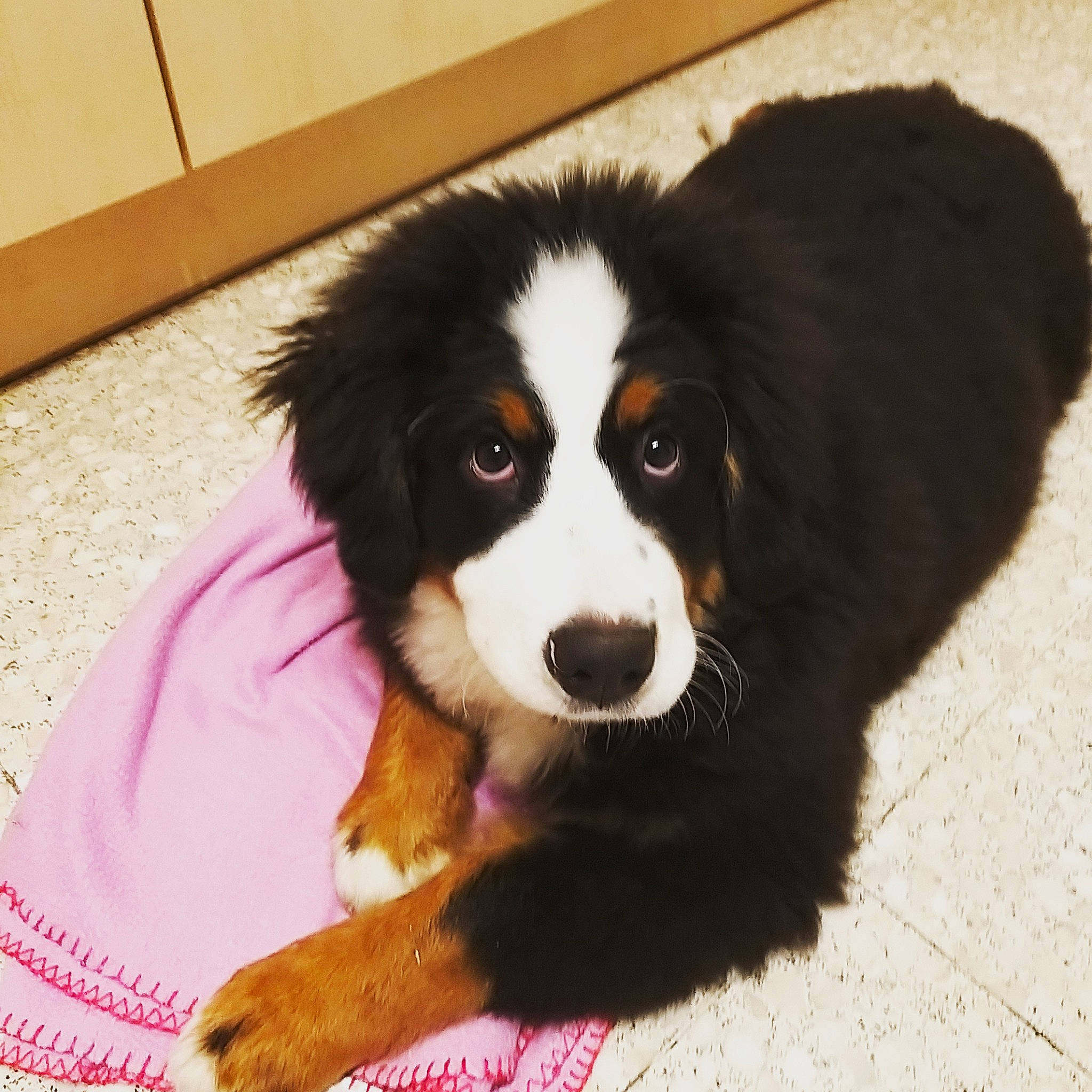 Shadow a rejoint le concours — aidez-le/la à gagner de superbes lots ! australian_collie, bernese_mountain_dog, canidae, carnivore, companion_dog, dog, dog_breed, english_shepherd, mammal, puppy, rare_breed_dog, snout, sporting_group, vertebrate, welsh_sheepdog, working_dog