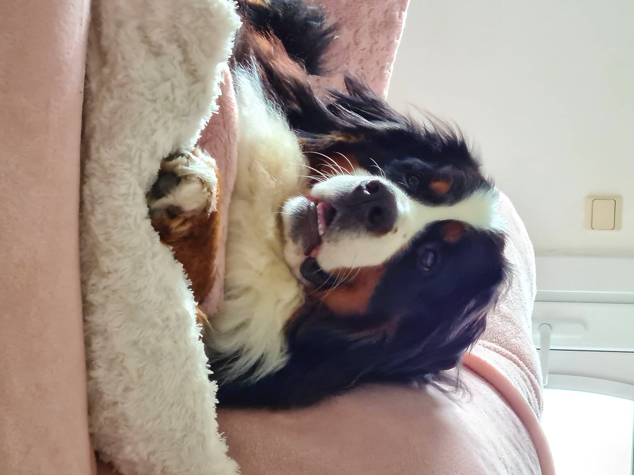 Shadow participe au concours pour gagner de l'argent avec cette photo : bernese_mountain_dog, carnivore, comfort, companion_dog, dog, dog_breed, fawn, felidae, foot, fur, gesture, human_leg, leg, paw, small_to_medium_sized_cats, snout, sporting_group, tail, whiskers, working_animal