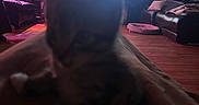 Boots joined the competition — help win amazing prizes! animated_character, aquarium, blanket, cat, ceiling_fan, couch, cozy, curtains, decorations, door, floor, furniture, indoor, lamp, living_room, pet_bed, pink_lighting, shelf, television, wood_floor