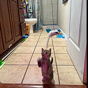 Boots is registered to the contest to win money with this photo: animal, bathroom, cabinet, cabinet_drawer, cat, curtain, curtains, door, feline, indoor, kitten, motion_blur, pet, pet_toy, playful, shower, sink, tile_floor, toy_mouse, wood_floor