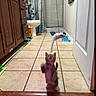 animal, bathroom, cabinet, cabinet_drawer, cat, curtain, curtains, door, feline, indoor, kitten, motion_blur, pet, pet_toy, playful, shower, sink, tile_floor, toy_mouse, wood_floor