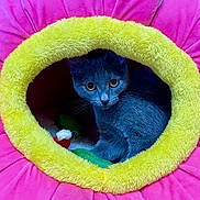 Cerci is registered to the contest to win money with this photo: cat, gray_cat, pet_bed, flower_shaped_bed, yellow_rim, pink_petal_bed, cozy, indoor, feline, curious, animal, cute, whiskers, yellow_eyes, plush, soft, toy, domestic_cat, resting, looking