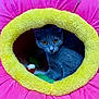 cat, gray_cat, pet_bed, flower_shaped_bed, yellow_rim, pink_petal_bed, cozy, indoor, feline, curious, animal, cute, whiskers, yellow_eyes, plush, soft, toy, domestic_cat, resting, looking
