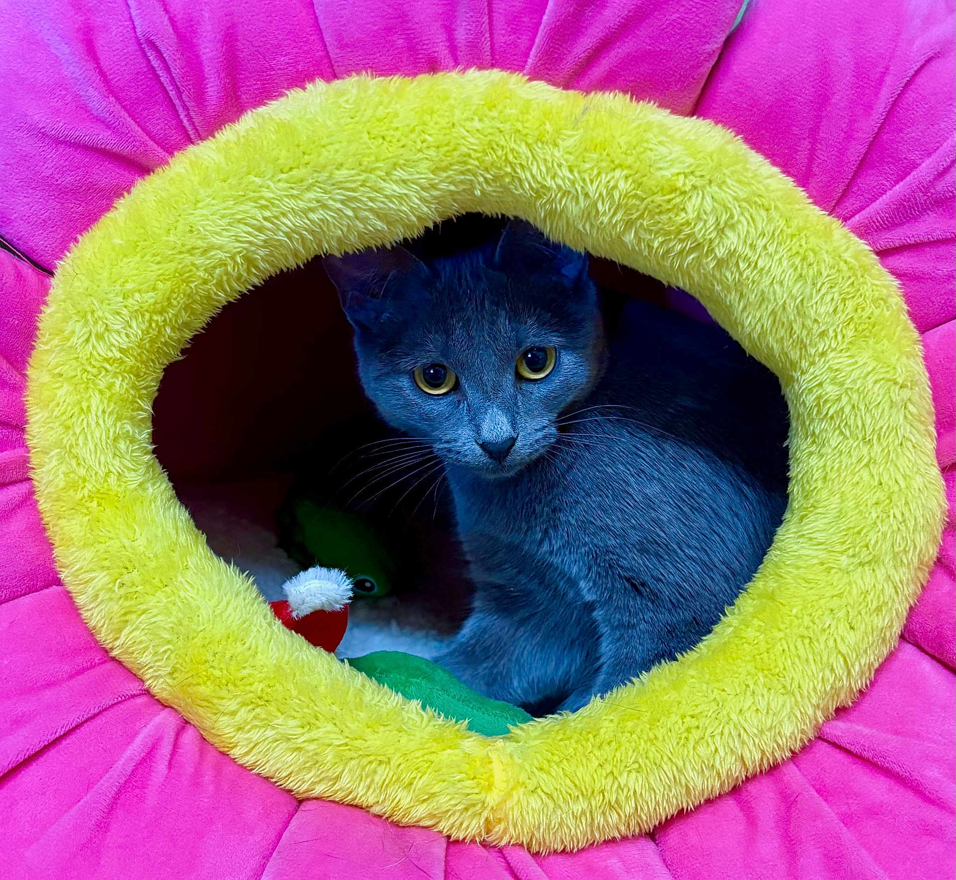 Cerci is registered to the contest to win money with this photo: cat, gray_cat, pet_bed, flower_shaped_bed, yellow_rim, pink_petal_bed, cozy, indoor, feline, curious, animal, cute, whiskers, yellow_eyes, plush, soft, toy, domestic_cat, resting, looking