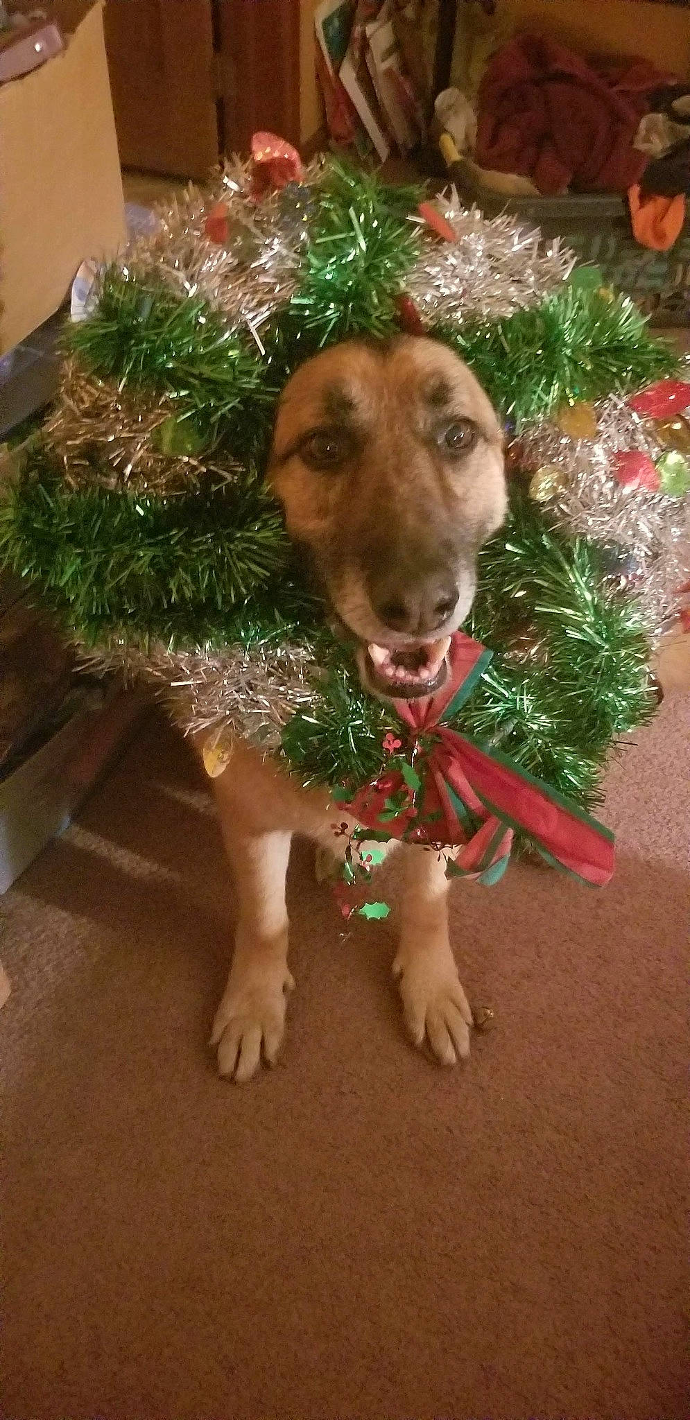 Mack is registered to the contest to win money with this photo: carnivore, christmas, christmas_decoration, christmas_ornament, christmas_tree, companion_dog, dog, dog_breed, event, evergreen, fawn, grass, holiday, holiday_ornament, ornament, plant, snout, whiskers, wood, working_animal