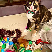 Polly is registered to the contest to win money with this photo: cat, calico_cat, bow_tie, green_eyes, paws, whiskers, table, cat_toys, feather_toy, balls, plush_toy, colorful, indoor, pet, portrait, sitting, fur, playful, holiday, home