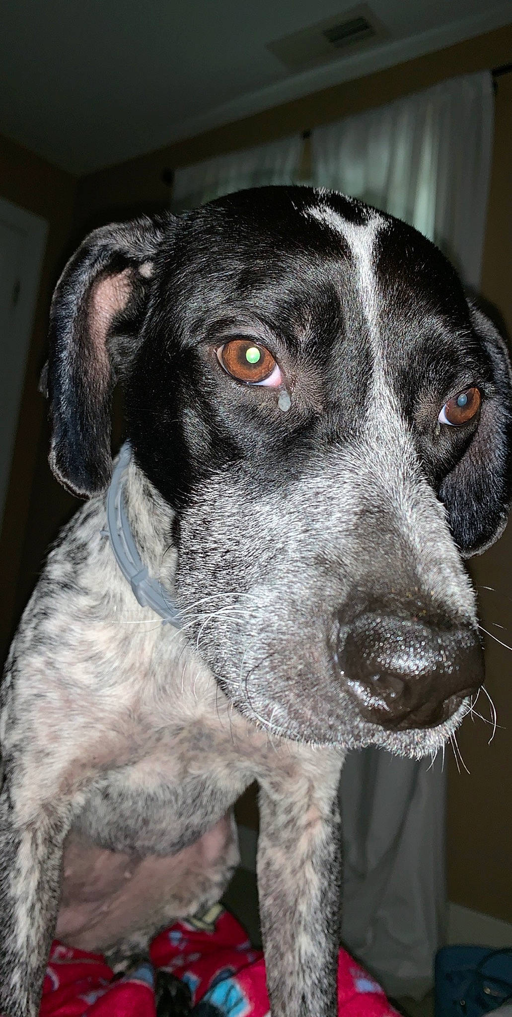 Izzie is registered to the contest to win money with this photo: bluetick_coonhound, braque_dauvergne, braque_du_bourbonnais, braque_francais, canidae, carnivore, dog, dog_breed, german_shorthaired_pointer, hunting_dog, louisiana_catahoula_leopard_dog, mammal, nose, old_danish_pointer, pachon_navarro, pointer, pointing_breed, snout, sporting_group, vertebrate