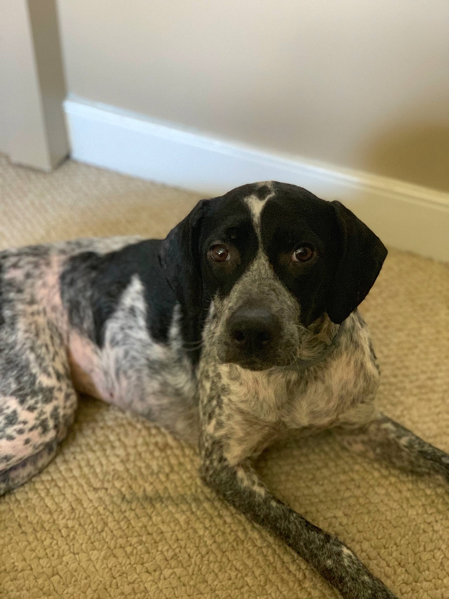 Izzie is registered to the contest to win money with this photo: bluetick_coonhound, braque_dauvergne, braque_du_bourbonnais, braque_francais, canidae, carnivore, dog, dog_breed, german_shorthaired_pointer, hunting_dog, mammal, old_danish_pointer, pointer, pointing_breed, rare_breed_dog, sporting_group, vertebrate