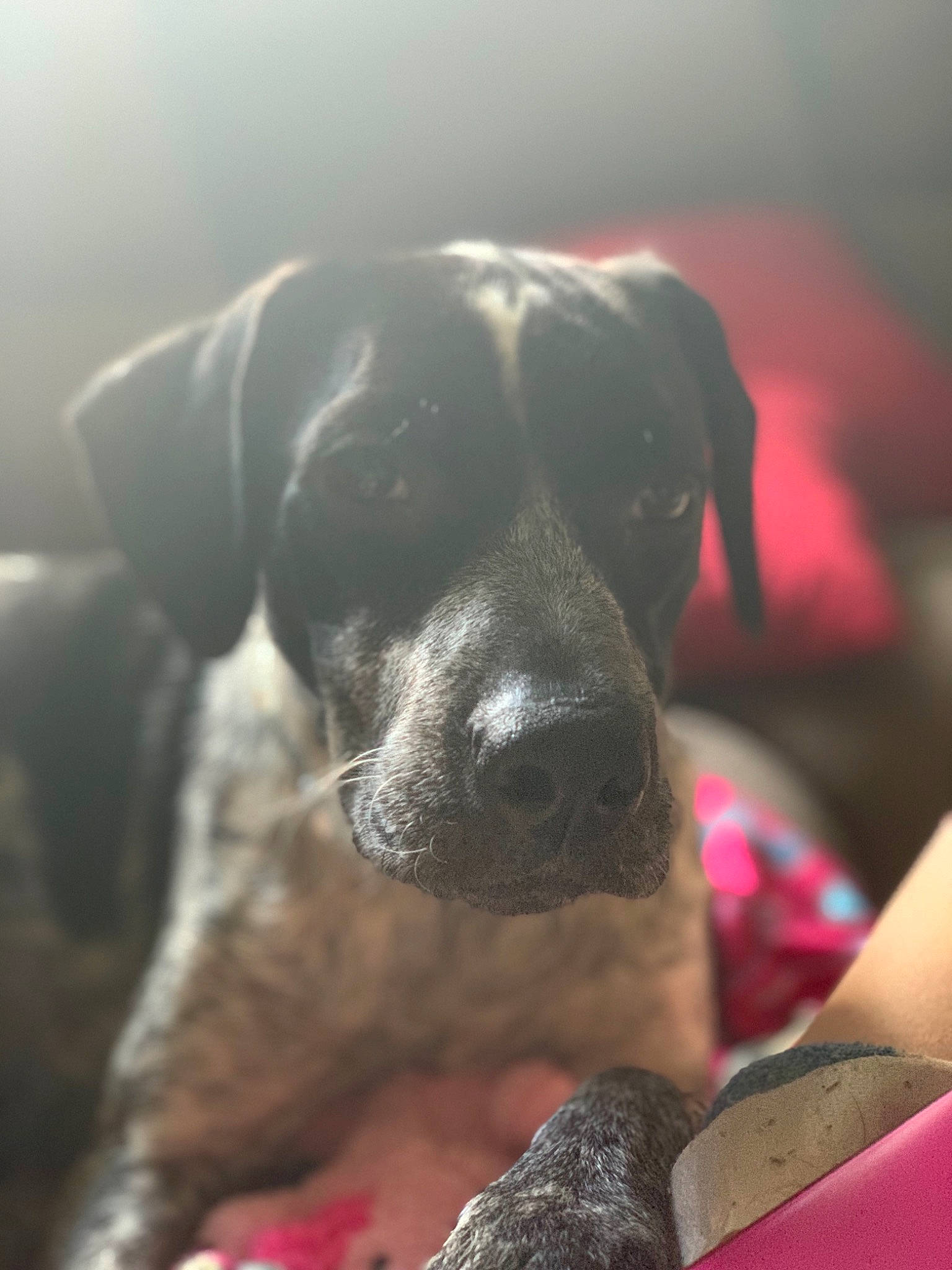 Izzie joined the competition — help win amazing prizes! braque_dauvergne, canidae, carnivore, dog, dog_breed, fawn, german_shorthaired_pointer, great_dane, mammal, non_sporting_group, nose, pointer, puppy, snout, sporting_group, whiskers