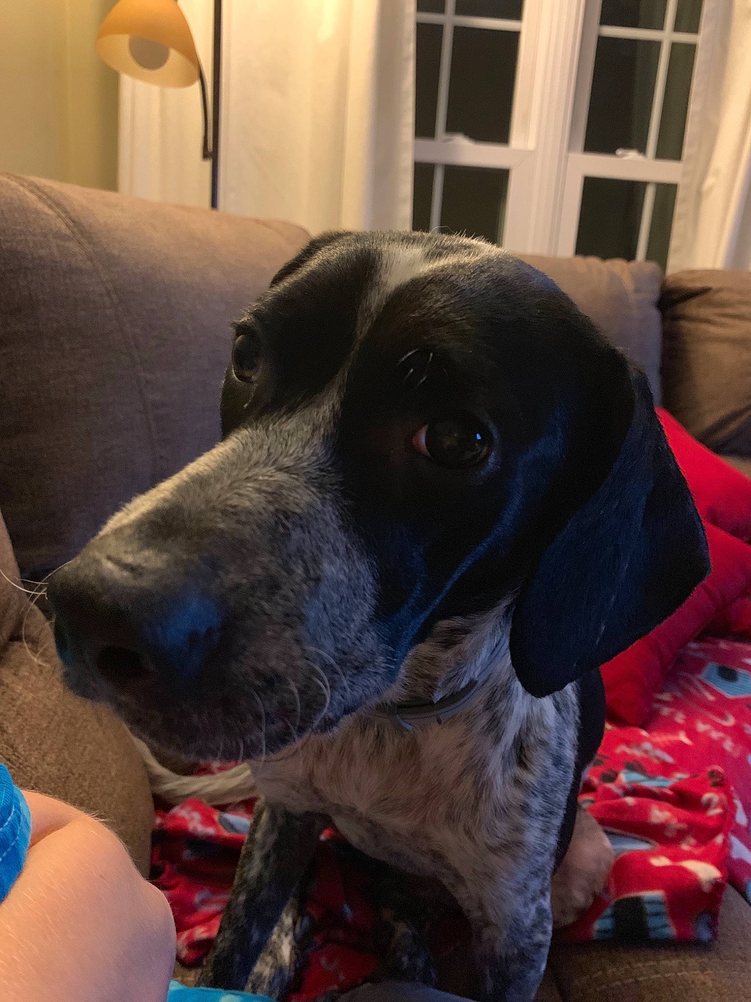Izzie joined the competition — help win amazing prizes! beagador, bluetick_coonhound, braque_dauvergne, canidae, carnivore, dog, dog_breed, ear, fawn, german_shorthaired_pointer, hunting_dog, mammal, nose, plott_hound, pointer, puppy, snout, sporting_group