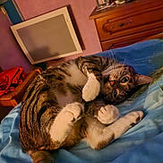 Mistygri a rejoint le concours — aidez-le/la à gagner de superbes lots ! cat, tabby_cat, bed, blanket, indoor, furniture, wooden_drawer, relaxed, cute, pet, whiskers, paws, fur, sleepy, cozy, domestic_animal, resting, animal, home, comfort