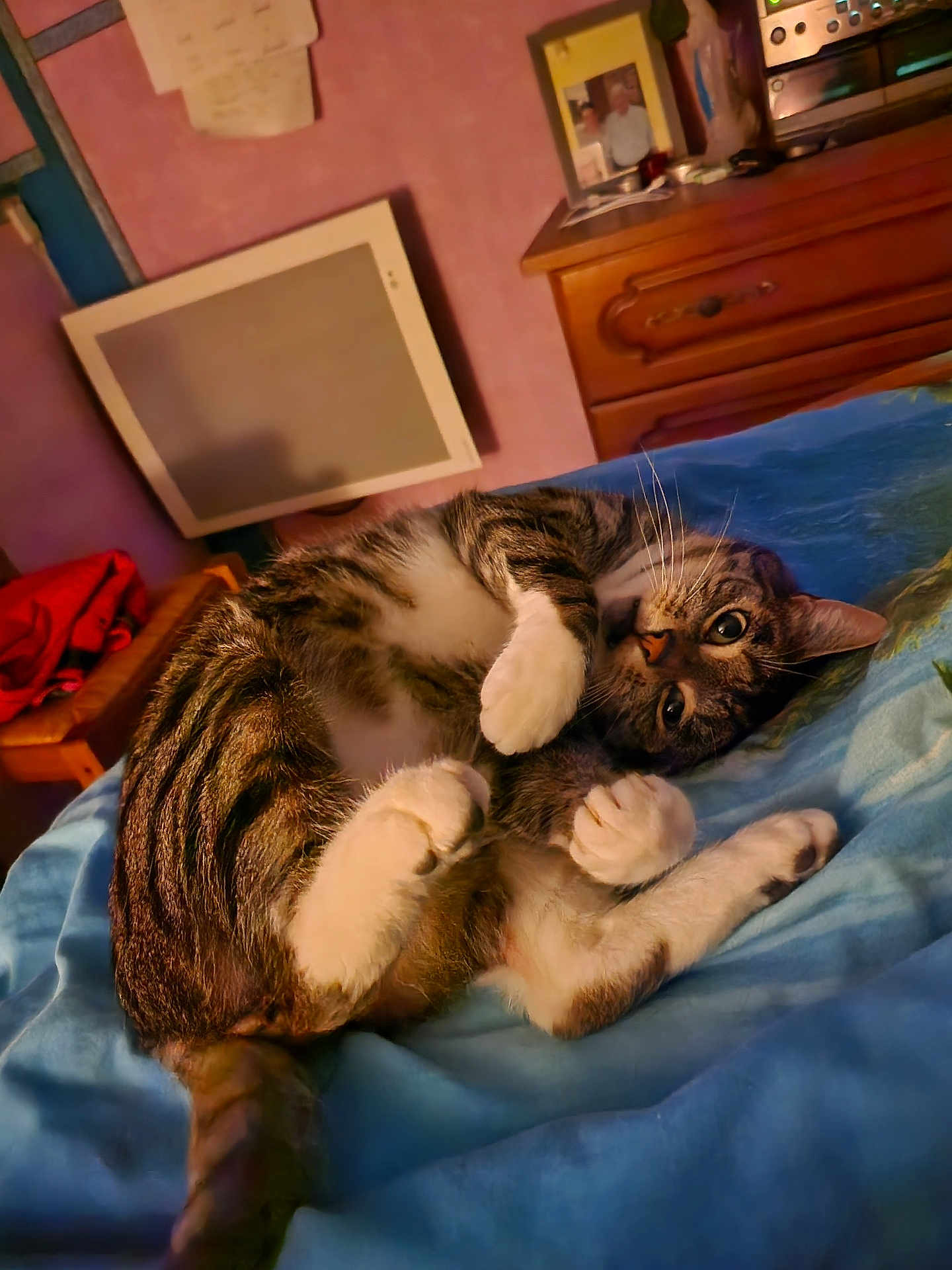 Mistygri a rejoint le concours — aidez-le/la à gagner de superbes lots ! cat, tabby_cat, bed, blanket, indoor, furniture, wooden_drawer, relaxed, cute, pet, whiskers, paws, fur, sleepy, cozy, domestic_animal, resting, animal, home, comfort