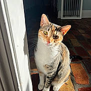 Hazel is registered to the contest to win money with this photo: cat, calico, pet, indoor, brick_floor, sunlight, shadow, doorframe, fur, whiskers, ears, curious, animal, mammal, cute, domestic_cat, portrait, sitting, tilted_head, closeup