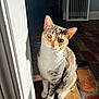 cat, calico, pet, indoor, brick_floor, sunlight, shadow, doorframe, fur, whiskers, ears, curious, animal, mammal, cute, domestic_cat, portrait, sitting, tilted_head, closeup