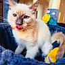 Sylvy is registered to the contest to win money with this photo: cat, kitten, siamese_cat, blue_eyes, fluffy, white_fur, brown_points, tongue, licking, whiskers, ears, portrait, close_up, pet, cat_tree, scratching_post, cat_toy, indoor, cozy, playful