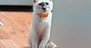 Sylvy is registered to the contest to win money with this photo: cat, white_cat, mismatched_eyes, heterochromia, orange_collar, bell, pet, animal, feline, sitting, peeking, doorway, indoor, wooden_floor, home, portrait, closeup, sunlight, whiskers, cute