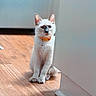 cat, white_cat, mismatched_eyes, heterochromia, orange_collar, bell, pet, animal, feline, sitting, peeking, doorway, indoor, wooden_floor, home, portrait, closeup, sunlight, whiskers, cute