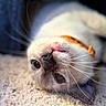 Sylvy joined the competition — help win amazing prizes! cat, kitten, pet, animal, feline, close_up, portrait, upside_down, lying_down, sleepy, blue_eyes, whiskers, pink_nose, fur, cream_fur, orange_markings, blanket, indoor, cozy, photography