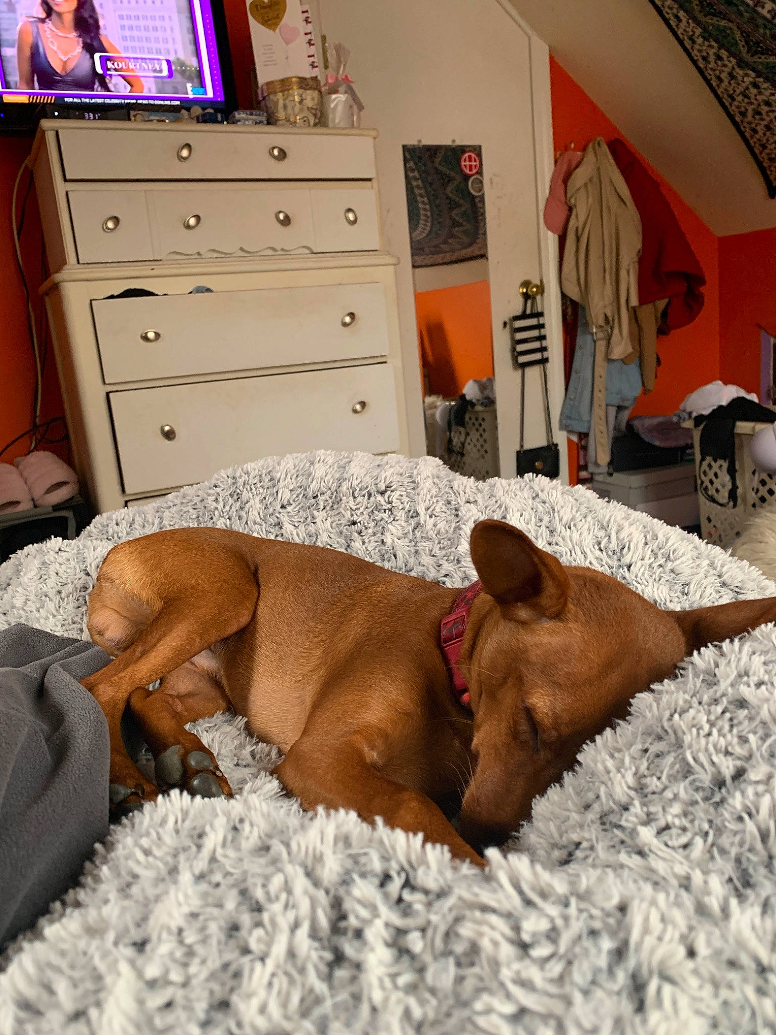 Freddy is registered to the contest to win money with this photo: canidae, carnivore, dog, dog_breed, ear, fawn, furniture, mammal, pharaoh_hound, pointing_breed, redbone_coonhound, rhodesian_ridgeback, snout, sporting_group, vizsla