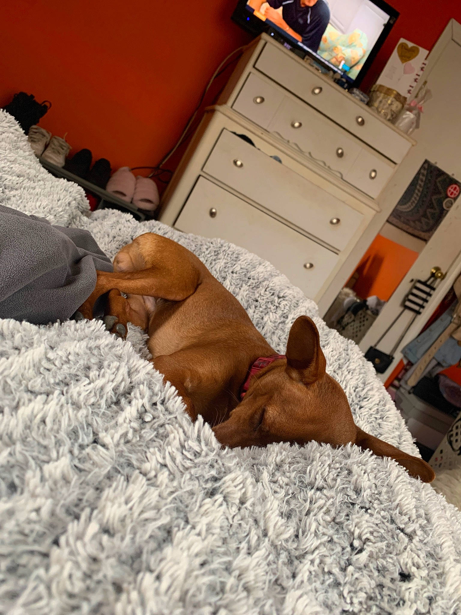 Freddy joined the competition — help win amazing prizes! baby, bed, bedtime, birth, blanket, canidae, carnivore, child, comfort, dog, furniture, linens, muscle, nap, rhodesian_ridgeback, sleep, sporting_group, vizsla