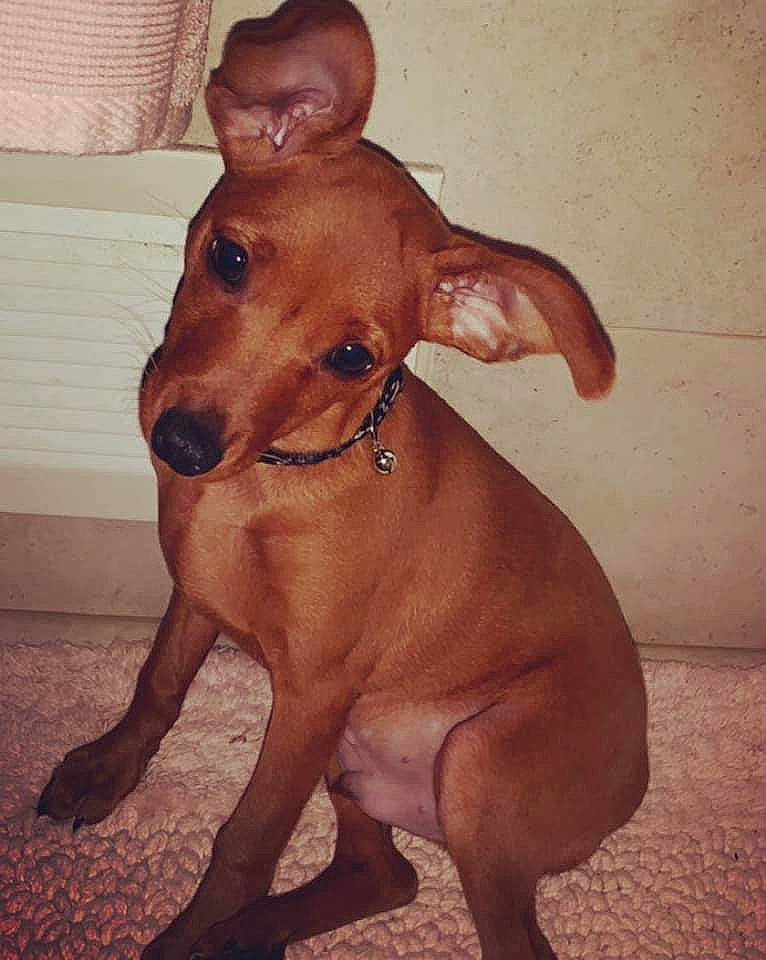 Freddy is registered to the contest to win money with this photo: canidae, carnivore, cirneco_delletna, companion_dog, dog, dog_breed, ear, fawn, german_pinscher, hunting_dog, mammal, miniature_pinscher, non_sporting_group, pinscher, snout, toy_dog, vertebrate