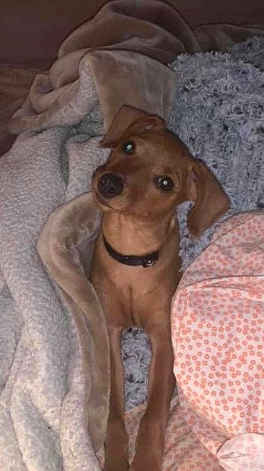 Freddy is registered to the contest to win money with this photo: canidae, carnivore, dachshund, dog, dog_breed, fawn, mammal, miniature_pinscher, mountain_cur, sporting_group, vertebrate